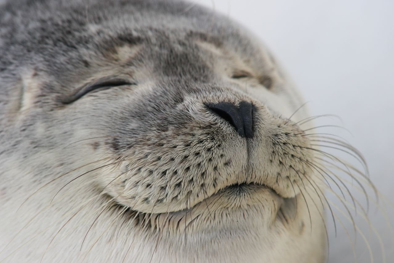 Seal of approval